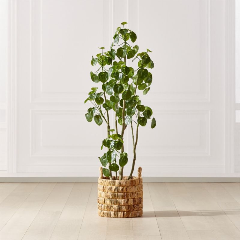 Potted Coin Tree, 5' - Image 1