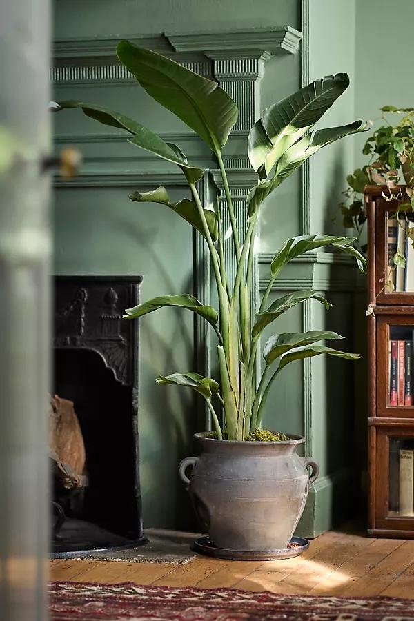Bird of Paradise - Image 0