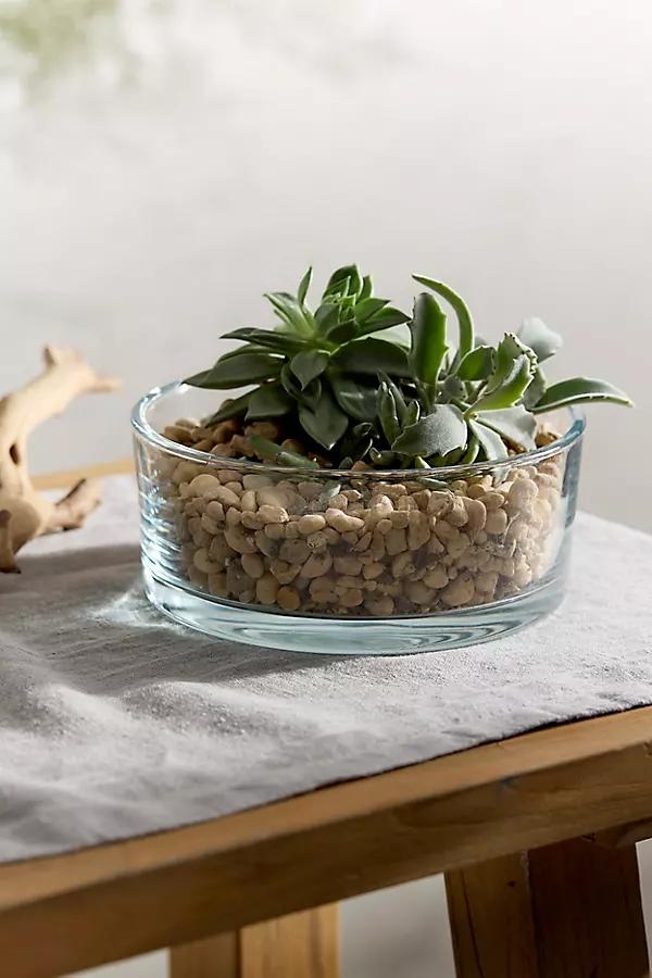 Low Glass Bowl Terrarium - Image 0