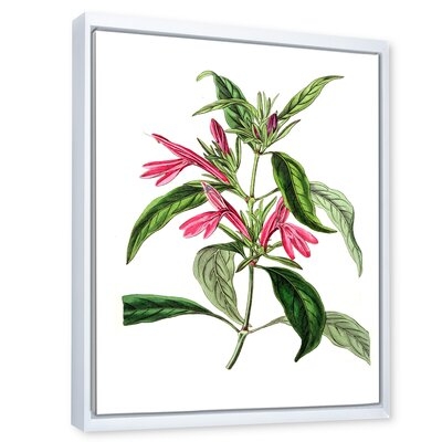 Vintage American Flora VII - Traditional Canvas Wall Art Print - Image 0