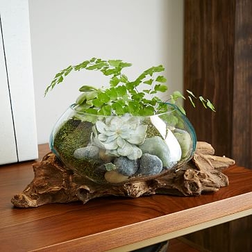 Wood + Glass Terrarium, Medium - Image 1