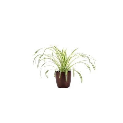 11" Live Spider Plant in Pot - Image 0