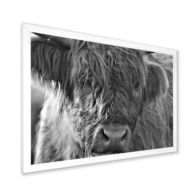 Scottish Highland Cows Living On Moorland - Farmhouse Canvas Wall Art Print - Image 0