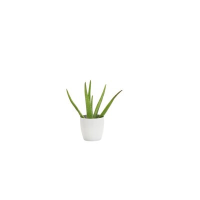 6" Live Aloe Plant in Pot - Image 0