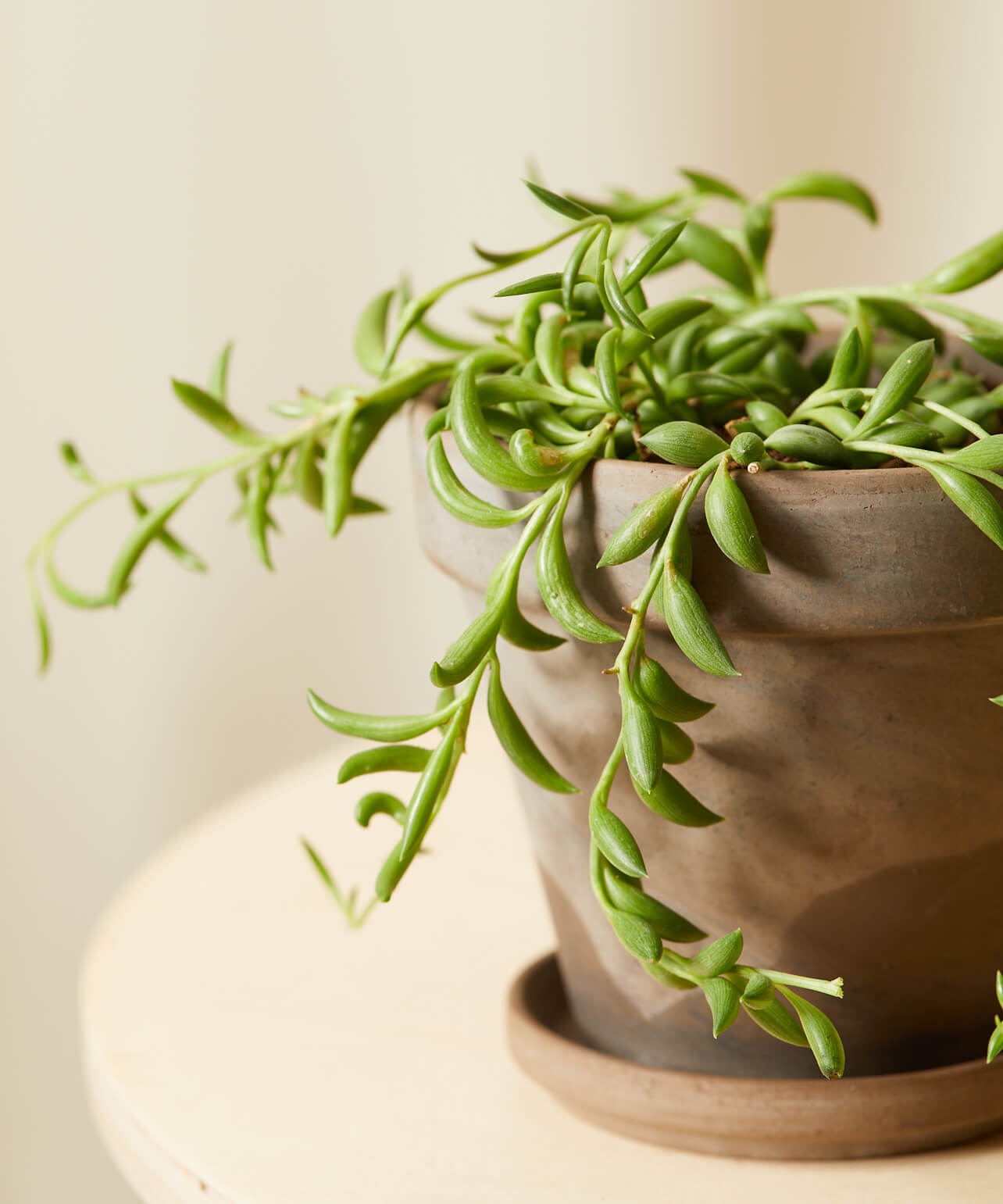 String of Succulents Collection -  Basalt - Image 3