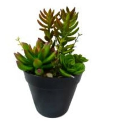 Decorative Arrangement Variegated 27.75" Desktop Succulent Plant in Pot - Image 0