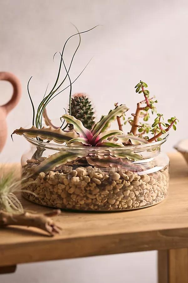 Recycled Glass Low Bowl Terrarium - Image 0