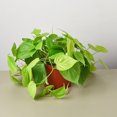Philodendron 'Neon' - 6" Pot - Image 0