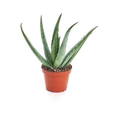 Live Aloe Plant - Image 0