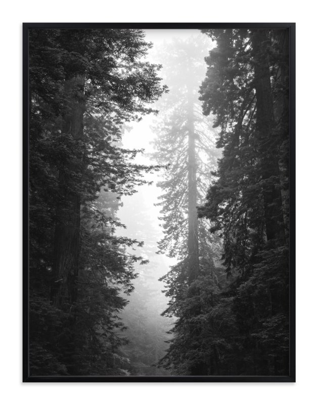 Redwood Morning Limited Edition Art Print - Image 0