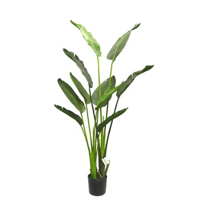 Travelers Palm Plant in Pot - Image 0