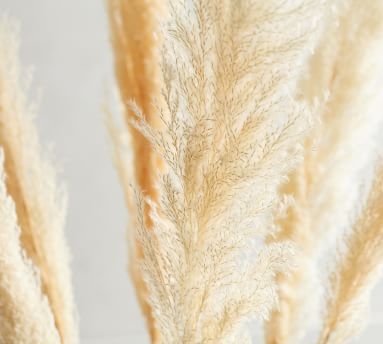 (DISCONTINUED) Pb Pampas Grass Branch: S/3: Golden - Image 2