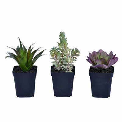 3 Artificial Succulent in Pot Set - Image 0