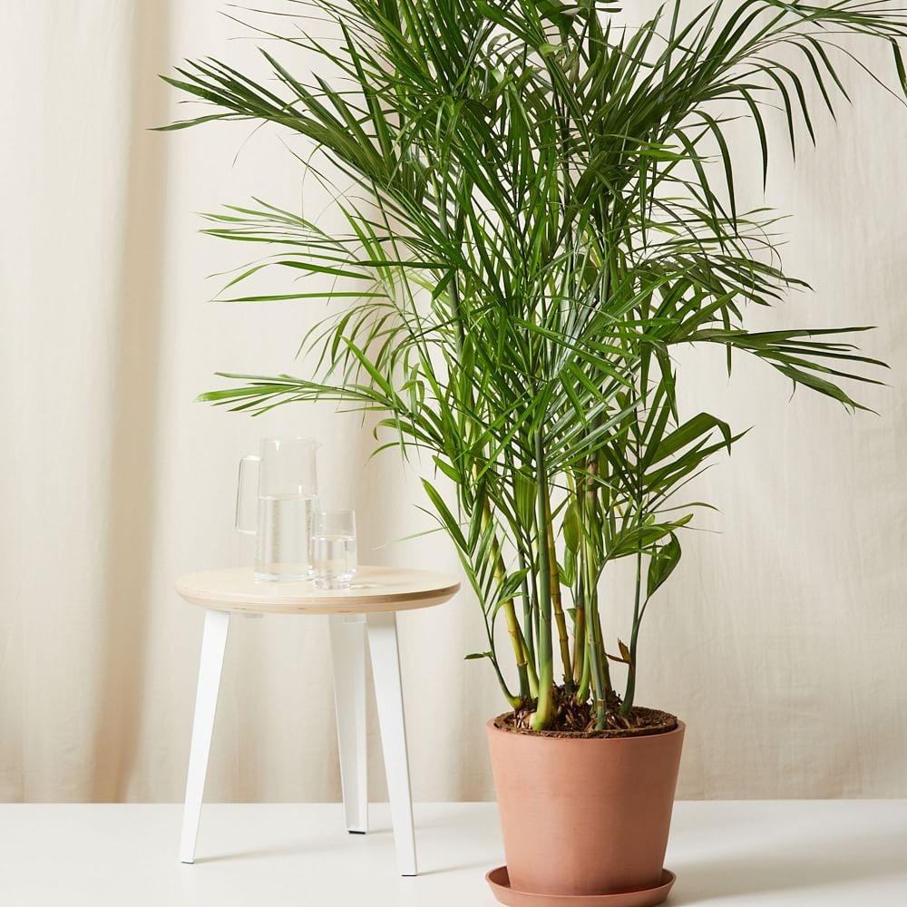 Live Plant, Bamboo Palm, Extra Large Floor, 12''diam, Terracotta Planter - Image 0