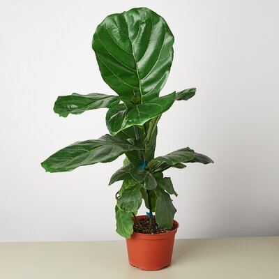 Ficus Lyrata Fiddle Leaf Fig - 6" Pot - Image 0