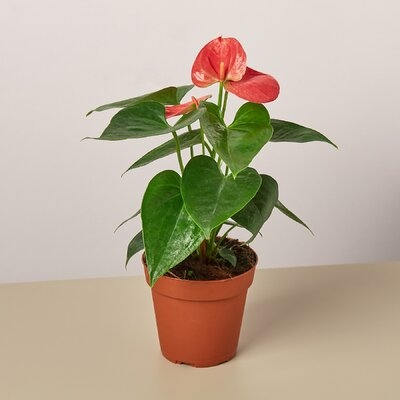 Anthurium 'Pink' - 4" Pot - Image 0