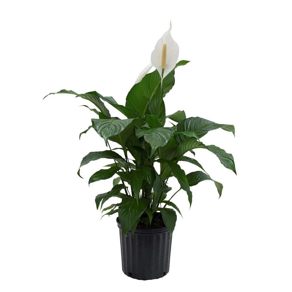 Live Peace Lily Plant - Image 0