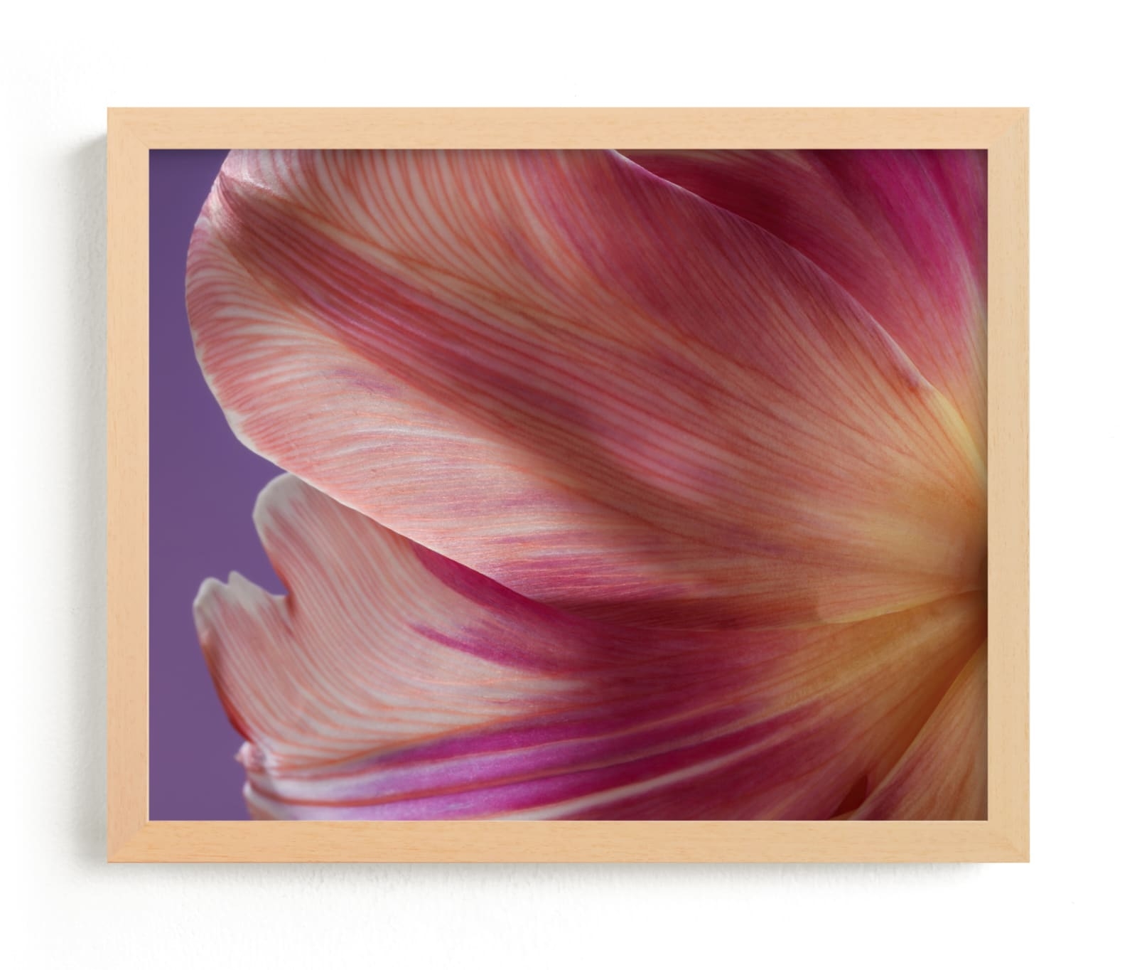 Parrot Tulip Limited Edition Fine Art Print 2 - Image 0