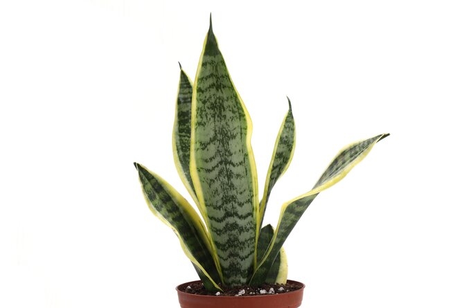 Thorsen's Greenhouse Live Laurentii Snake Plant in Classic Pot - Image 2