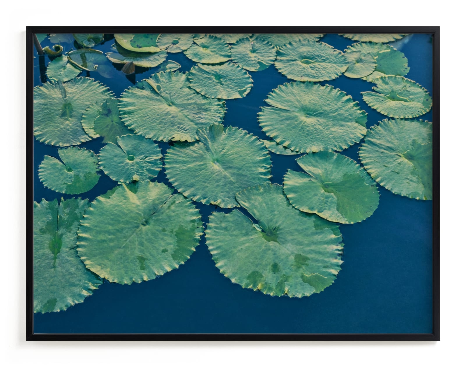 Painted Lily Pads Limited Edition Fine Art Print 2 - Image 0