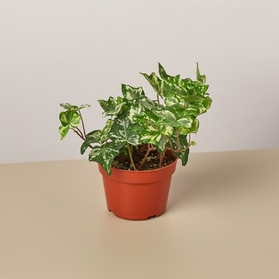 English Ivy 'Kolibre' - 4" Pot - Image 0