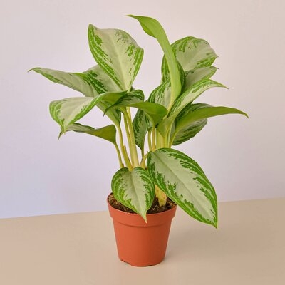Chinese Evergreen Silver Bay - 4" Pot - Image 0