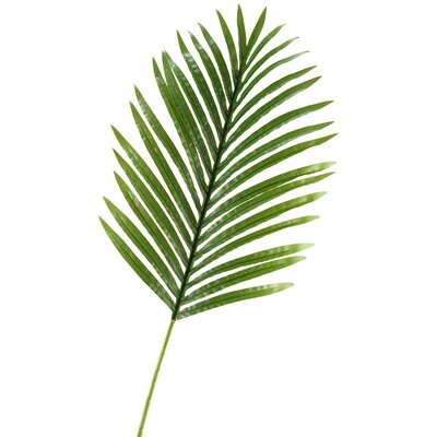 Large Hawaiian Leaf Palm Stem - Image 0