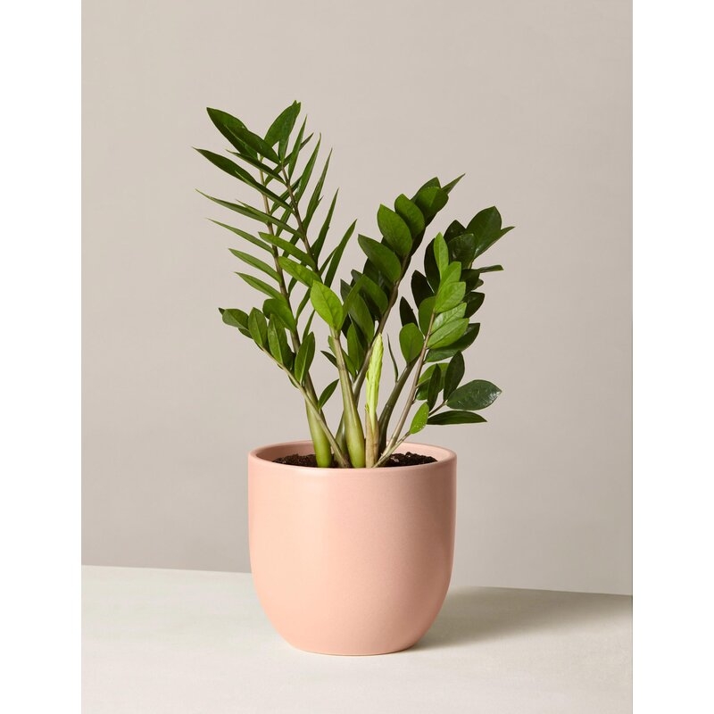 The Sill Live  Zamioculcas Plant in Pot Size: 20" H x 7" W x 7" D, Base Color: Blush - Image 0