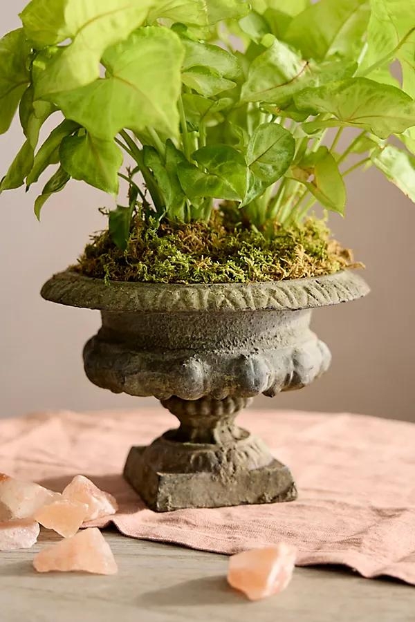 Mini Cast Iron Urn Planter - Image 0