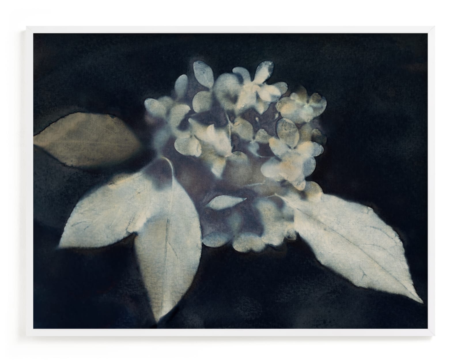Hortensia Limited Edition Fine Art Print 2 - Image 0
