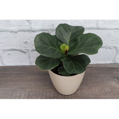 4.5'' Live Fiddle Leaf Fig Plant in Pot - Image 0