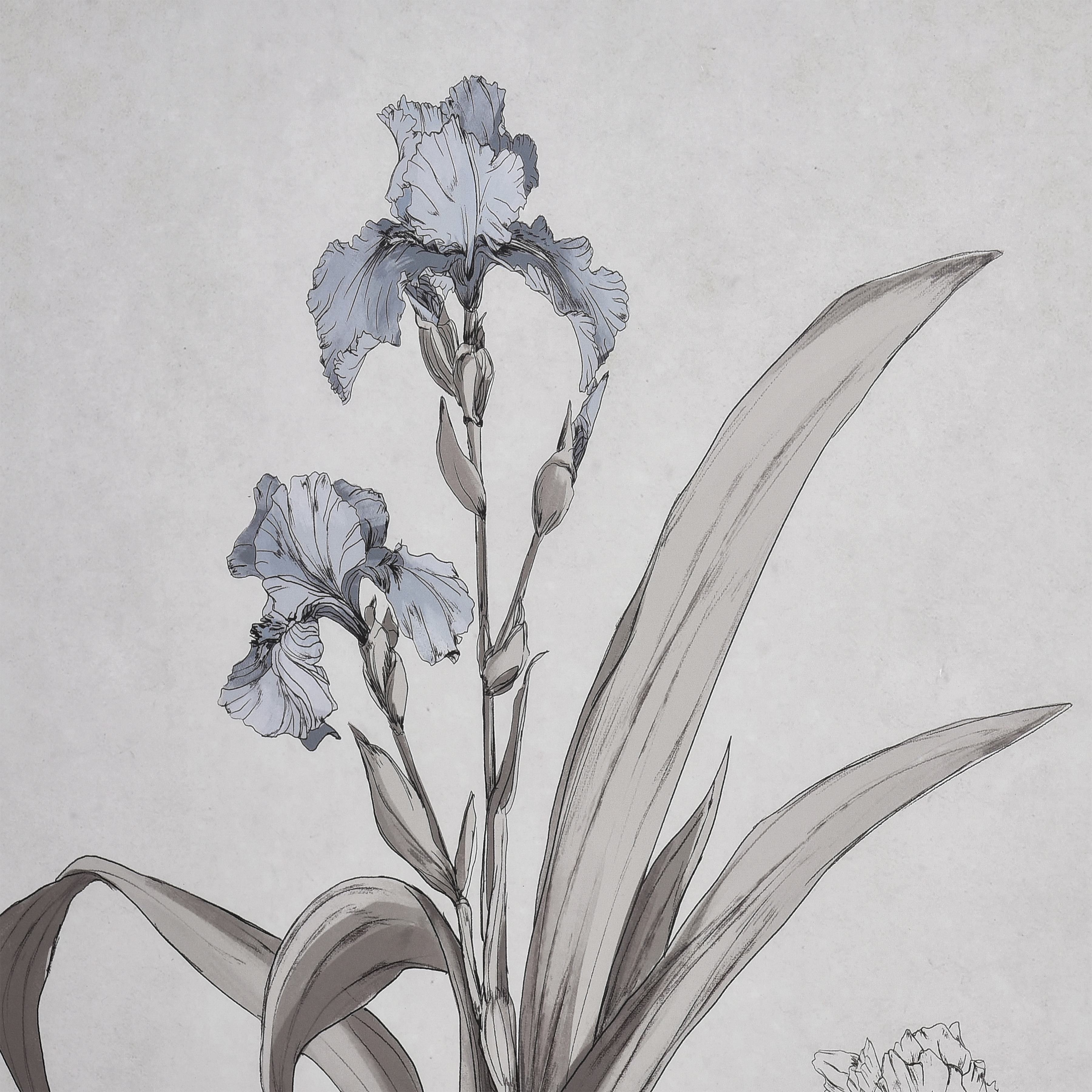 Iris Botanic Framed Wall Art - Image 4