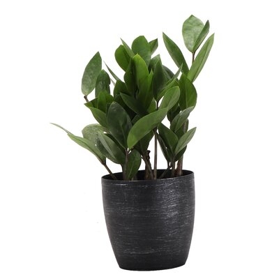 7" Live Foliage Plant in Pot - Image 0