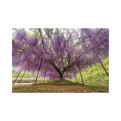 Spring In Japan XXII by Daisuke Uematsu - Wrapped Canvas Gallery-Wrapped Canvas Giclée - Image 0