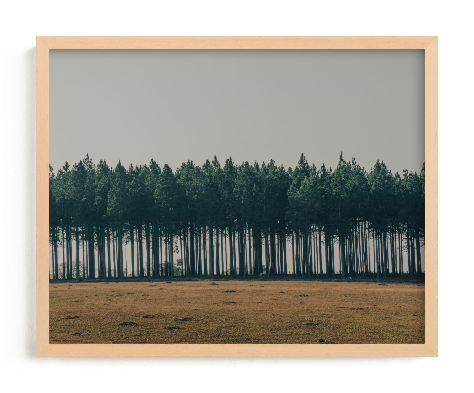 Moody Trees Limited Edition Fine Art Print 2 - Image 0
