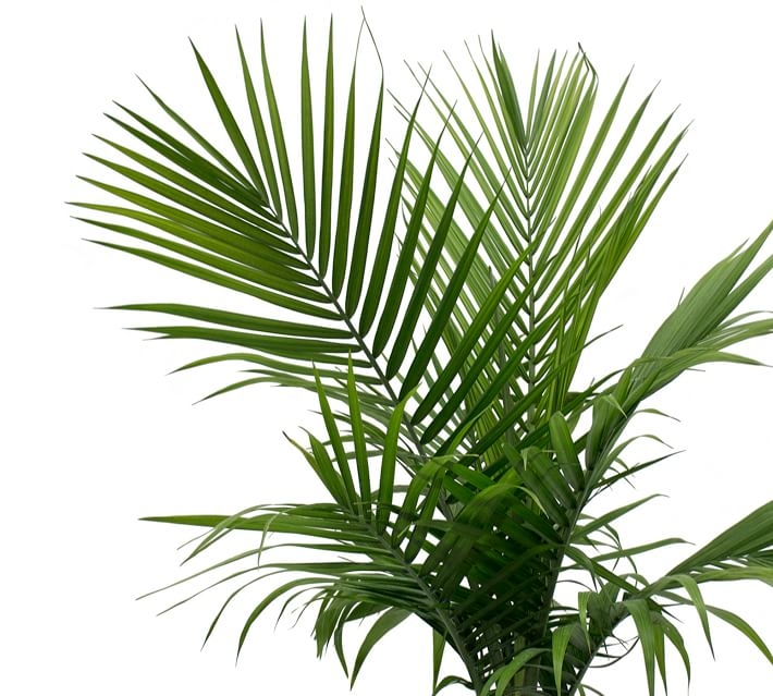 Live Fresh Majesty Palm Plant - Image 1