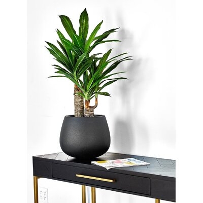 Dracaena Plant in Pot - Image 1