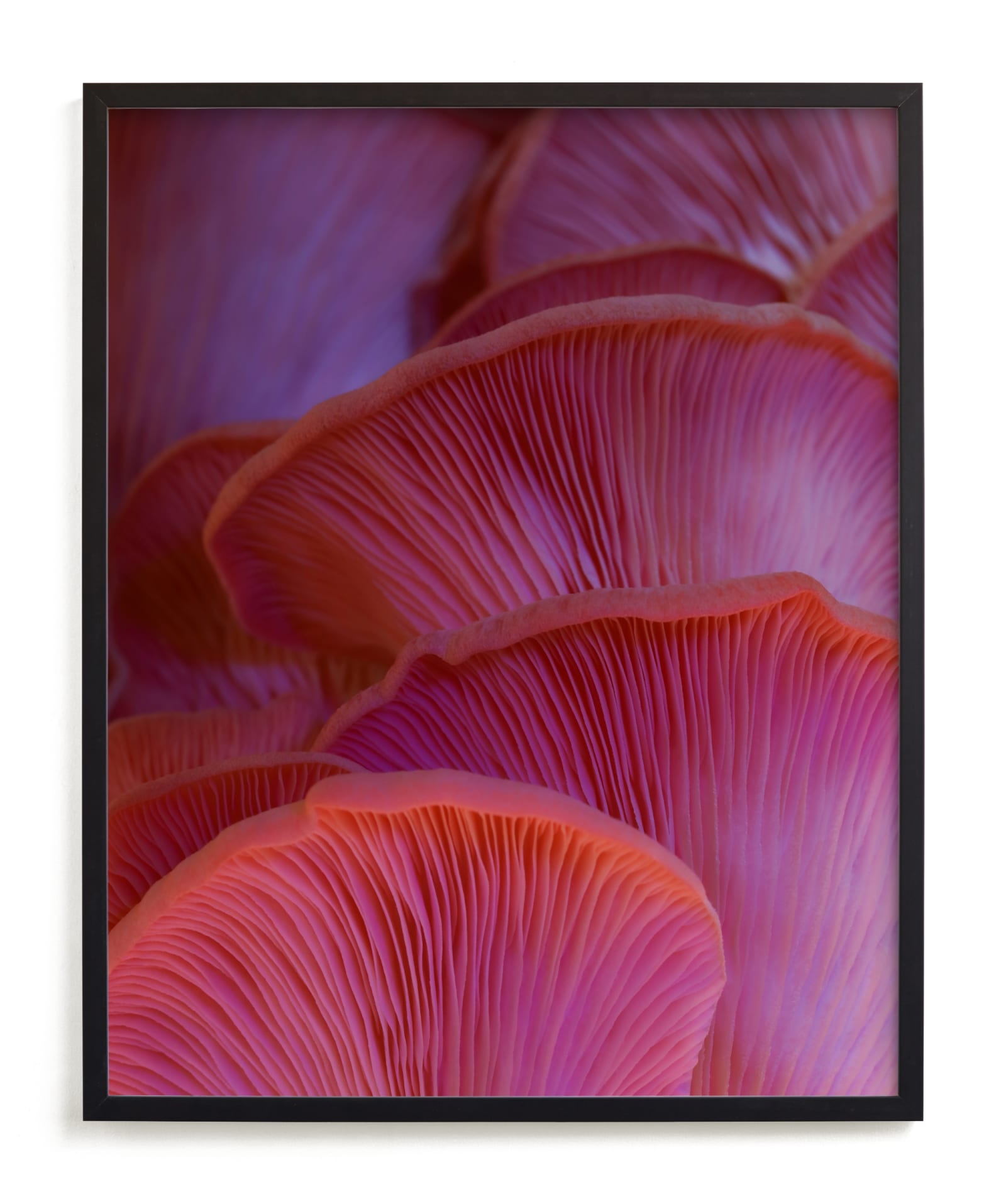Pink Oyster Mushrooms Limited Edition Fine Art Print 2 - Image 0
