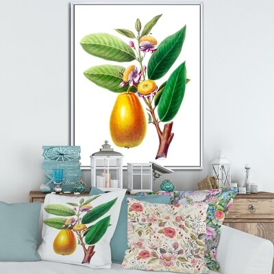 Vintage Fruits I - Farmhouse Canvas Wall Art Print FL35412 - Image 0
