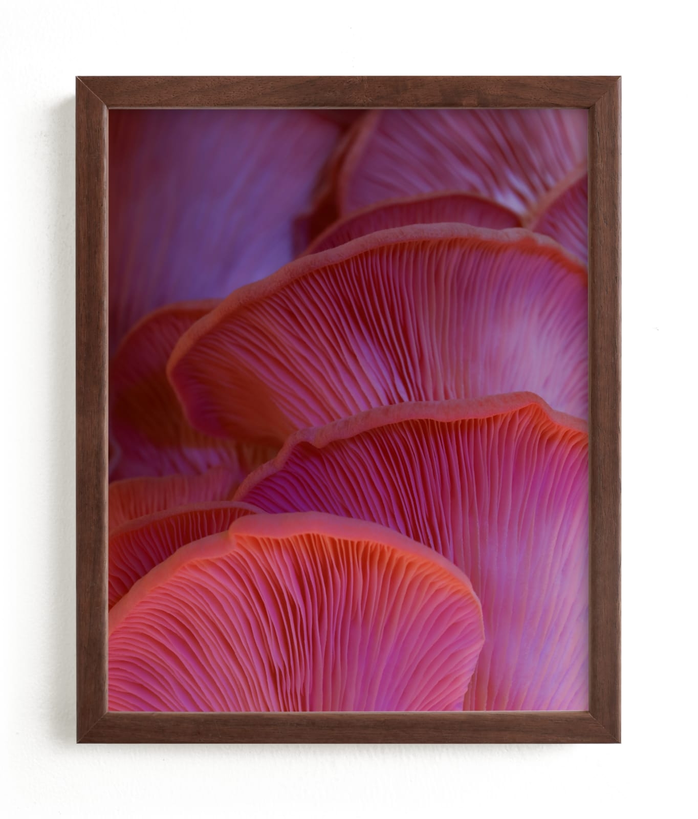 Pink Oyster Mushrooms Limited Edition Fine Art Print 2 - Image 0