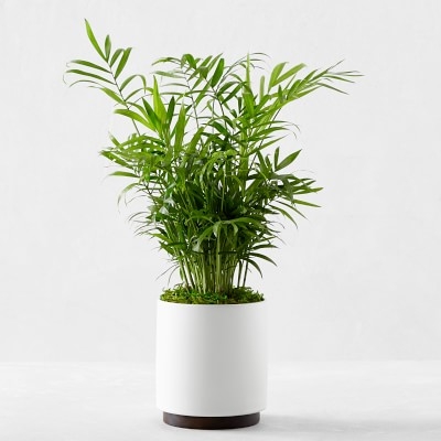Leon &amp; George Parlor Palm Potted Plant, Small, White - Image 1
