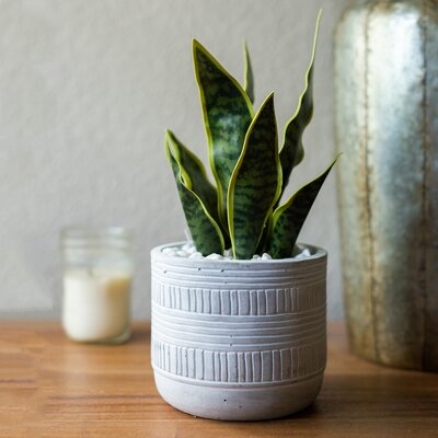 Snake Plant in Pot - Image 0