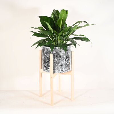 Live Plant Peace Lily With Mid Century Modern Ceramic Planter Pot 10" Black Marble With Wood Stands Natural - Image 0