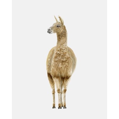 Llama Portrait by Brett Blumenthal - Print - Image 0