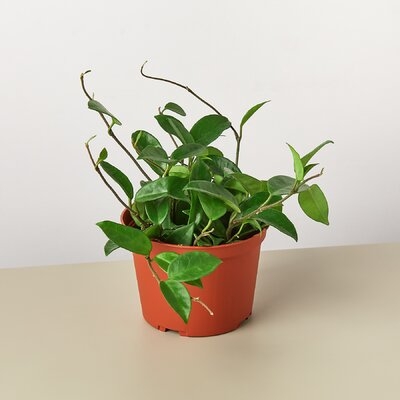 Hoya 'Carnosa' - 6" Pot - Wax Plant - Image 0