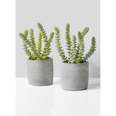 Evergreen Succulent Pot Set - Image 0