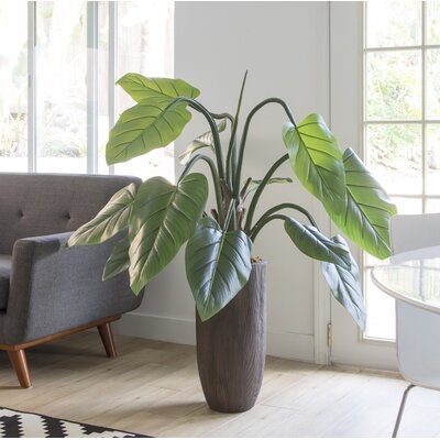 Philodendron Plant in Planter - Image 0