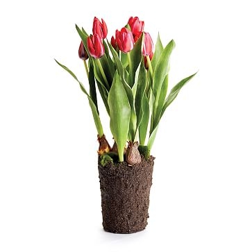 Tulip Flower, Pink - Image 0