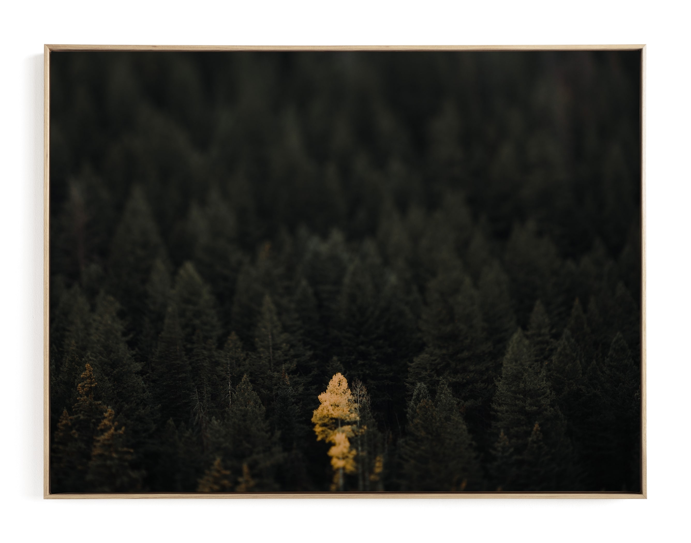 The Lone Wolf Limited Edition Fine Art Print 1 - Image 0