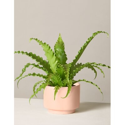 Live Fern Plant in Pot - Image 0